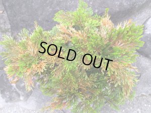 画像4: 泰黄冠　（7号）【セール品】