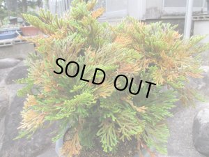 画像2: 泰黄冠　（7号）【セール品】