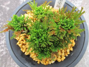 画像3: イワヒバ珍稀種【墨染錦】（4号プラ鉢）