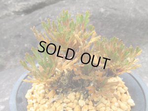 画像2: イワヒバ珍稀種【光琳】（4号プラ鉢）