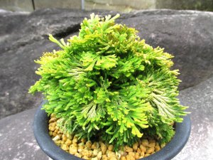 画像1: 麒麟冠　（5号プラ）