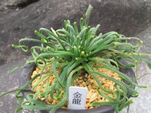 画像1: 金龍　（4号プラ）