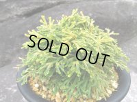 金鈴　（5号プラ）