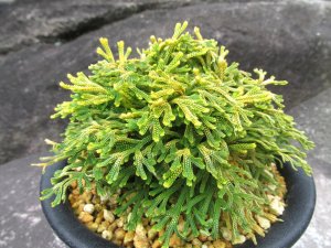 画像1: 金鈴　（5号プラ）