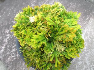 画像3: 麒麟冠　（5号プラ）