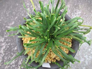 画像2: 金龍　（4号プラ）