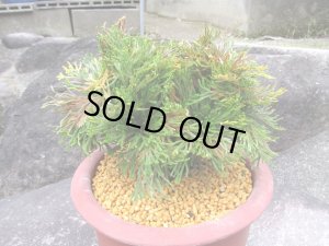 画像2: イワヒバ特選品【万華鏡】（7号化粧鉢）