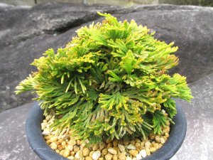 画像2: 麒麟冠　（5号プラ）