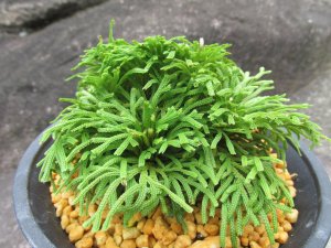 画像2: 竹田ノ誉　（4.5号プラ）