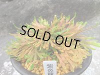 紫炎龍　（4号プラ）