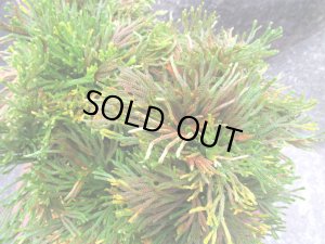 画像5: イワヒバ特選品【万華鏡】（7号化粧鉢）