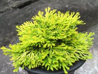 金鷲　（5号プラ）