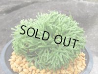 竹田ノ誉　（4.5号プラ）