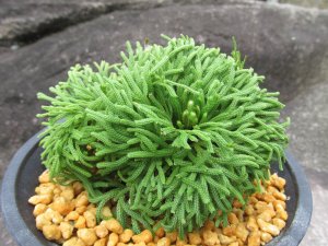 画像1: 竹田ノ誉　（4.5号プラ）