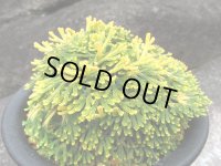 古金襴　（5号プラ）