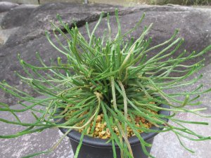 画像1: 青龍　（5号プラ）