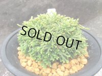 白鶴　（4号プラ）