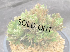 画像2: 金山　（4.5号プラ）