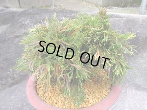 画像6: イワヒバ特選品【万華鏡】（7号化粧鉢）