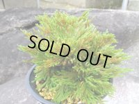 渡里錦　（4.5号プラ）