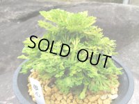 夢心　（4.5号プラ）