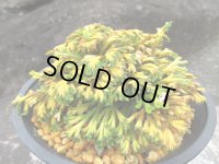 紫金襴　（4.5号プラ）