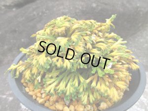 画像1: 紫金襴　（4.5号プラ）