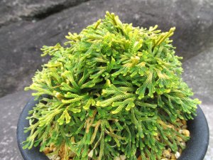 画像2: 金鈴　（5号プラ）