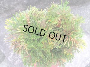 画像4: イワヒバ特選品【万華鏡】（7号化粧鉢）