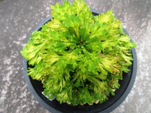 画像3: 夢心　（4.5号プラ）