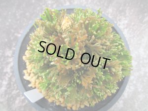 画像3: 金山　（4.5号プラ）