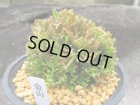 金山　（4.5号プラ）