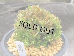 画像1: 金山　（4.5号プラ）