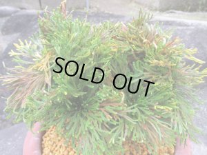 画像3: イワヒバ特選品【万華鏡】（7号化粧鉢）