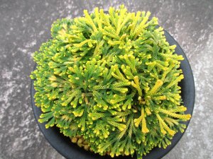 画像3: 古金襴　（5号プラ）