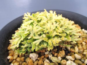 画像2: イワヒバ珍稀種【光鳳ノ華】（3.5号プラ鉢）