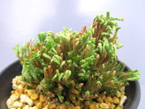 画像1: イワヒバ珍稀種【墨独歩】（3号プラ鉢）