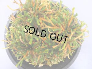 画像4: イワヒバ珍稀種【春日局】（4.5号プラ）