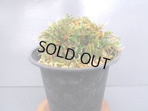 画像1: イワヒバ珍稀種【春日局】（4.5号プラ）