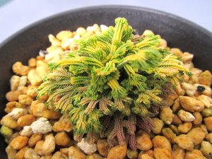 画像2: イワヒバ珍稀種【王妃墨絵】（3号プラ）