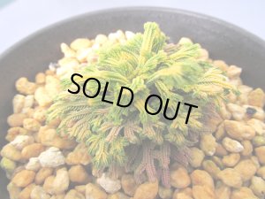 画像2: イワヒバ珍稀種【王妃墨絵】（3号プラ）