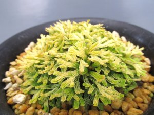 画像1: イワヒバ珍稀種【光鳳ノ華】（3.5号プラ鉢）