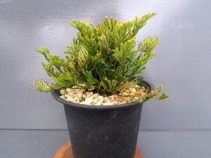 画像1: イワヒバ珍稀種【金夜叉】（4.5号プラ）