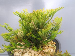 画像2: イワヒバ珍稀種【金夜叉】（4.5号プラ）