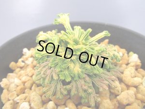 画像1: イワヒバ珍稀種【王妃墨絵】（3号プラ）