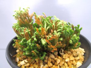 画像2: イワヒバ珍稀種【墨独歩】（3号プラ鉢）