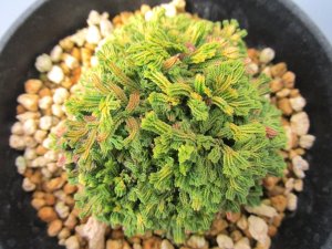 画像3: イワヒバ珍稀種【夢殿】（3号プラ鉢）