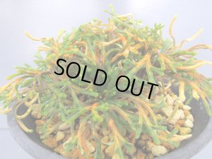 画像3: イワヒバ珍稀種【春日局】（4.5号プラ）