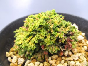 画像2: イワヒバ珍稀種【夢殿】（3号プラ鉢）