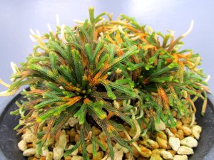 画像2: イワヒバ珍稀種【春日局】（4.5号プラ）